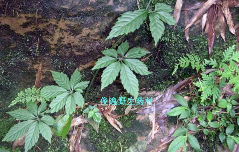 正品野生中草药七叶参绞股蓝茶 七叶绞股蓝 发货为切好的干品