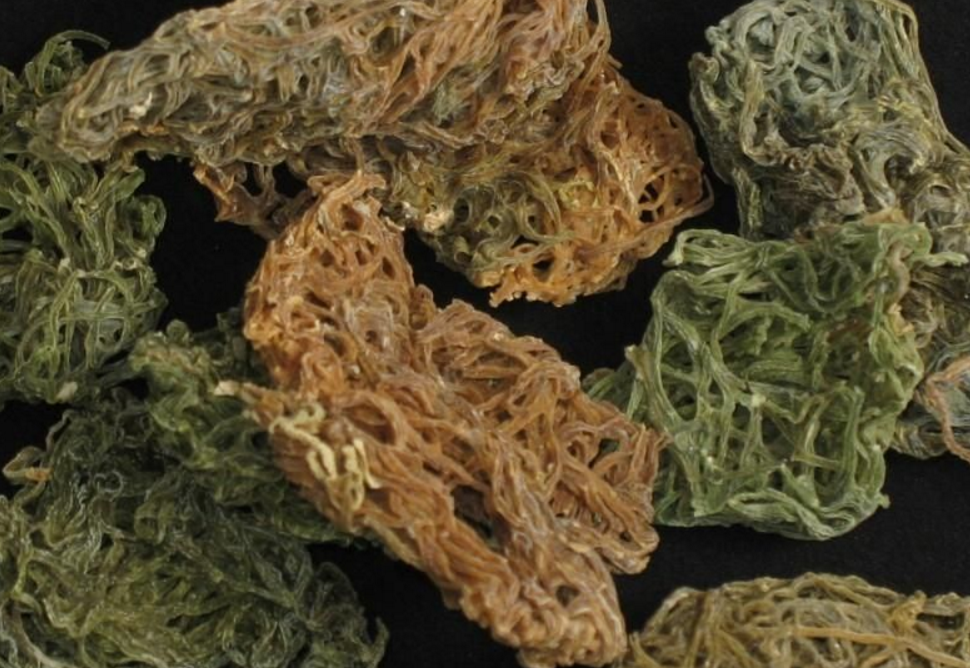 纯正中药材海粉 海兔子屎 红海粉 海挂面 红海粉 干品货