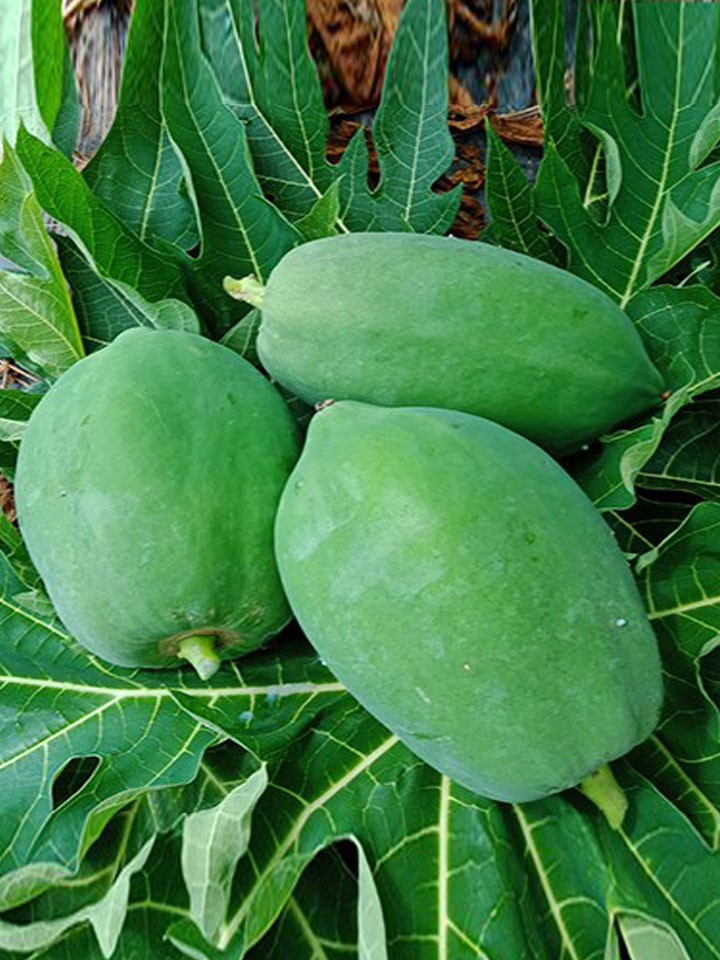 探味君新鲜采摘广西青木瓜