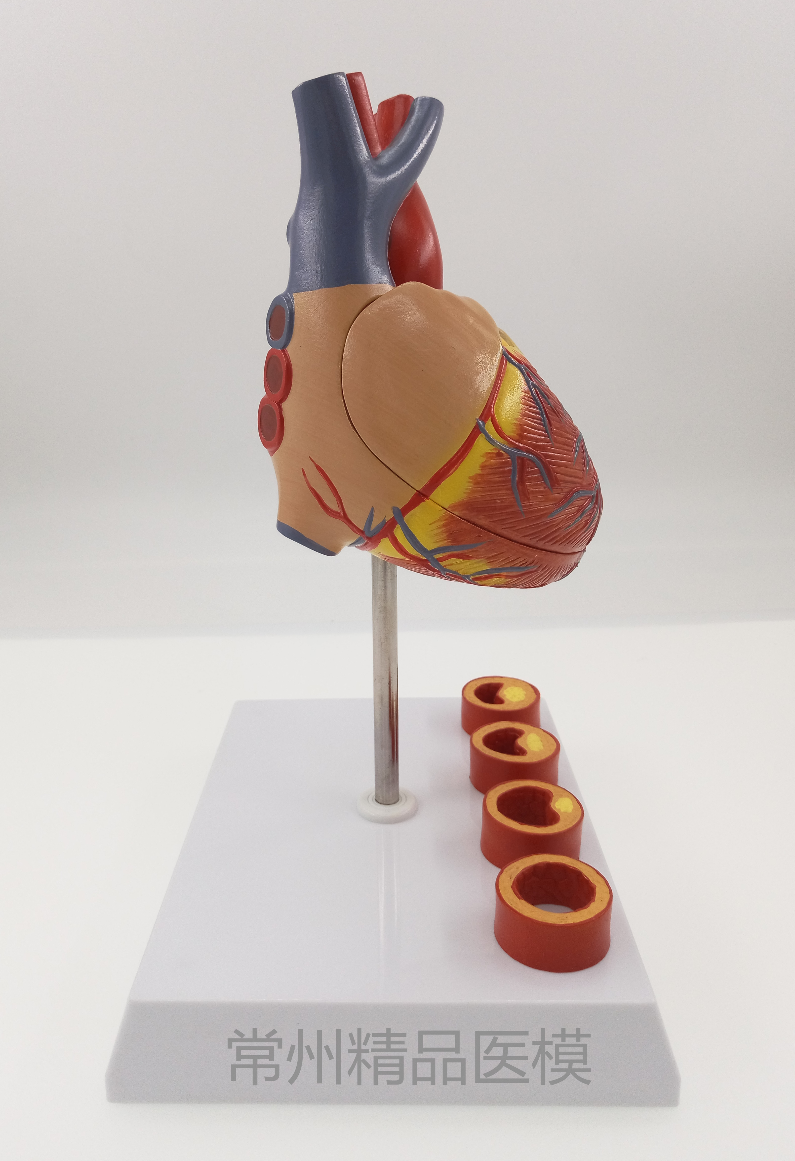 教学仿真心脏带4阶段血管心脏解剖模型心脏血管标本心脏结构医学