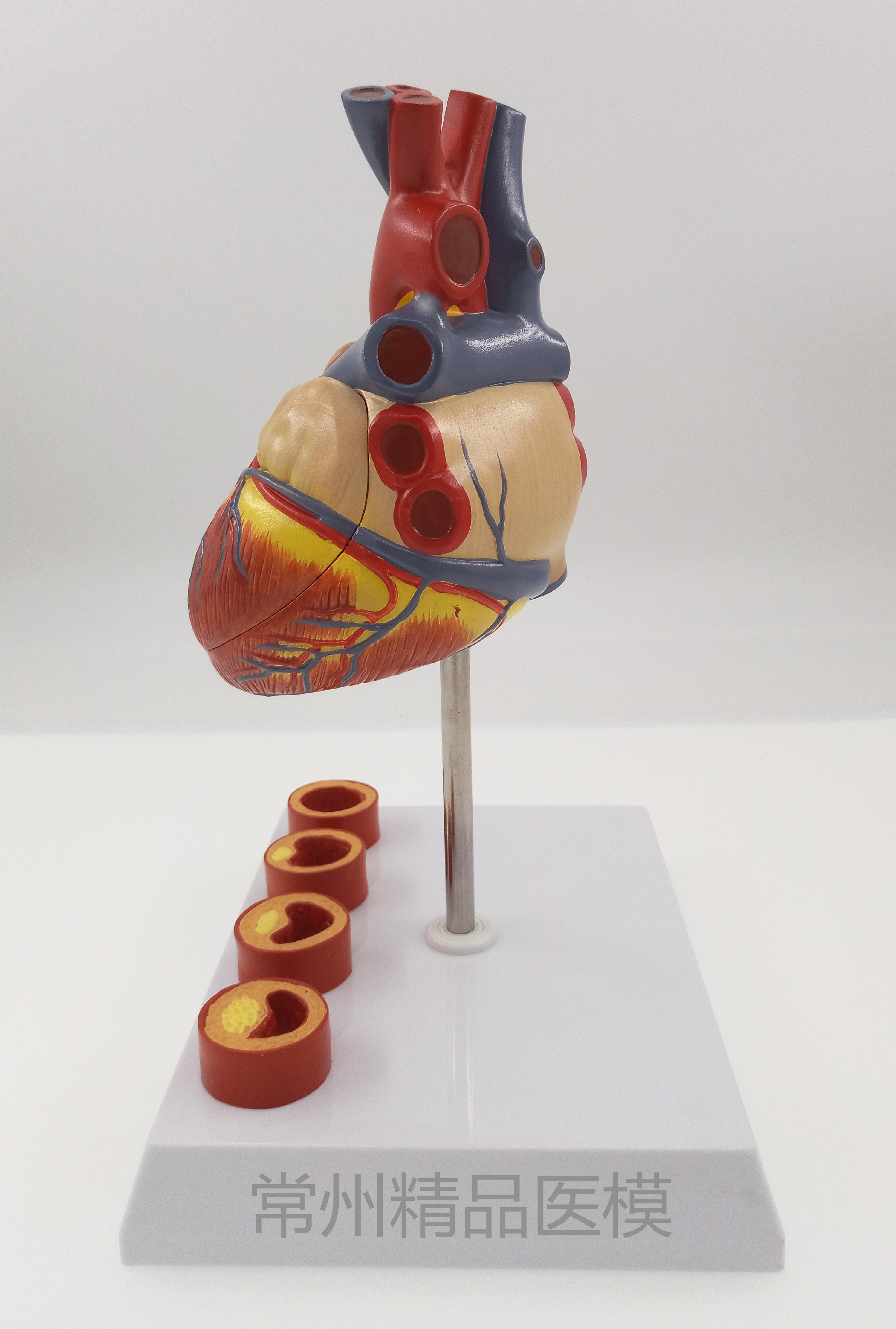 教学仿真心脏带4阶段血管心脏解剖模型心脏血管标本心脏结构医学