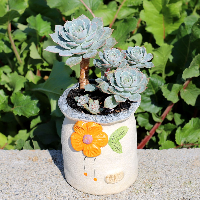 鲁氏石莲花老桩echeveria runyonii 石莲花属 多肉植物 花卉盆栽