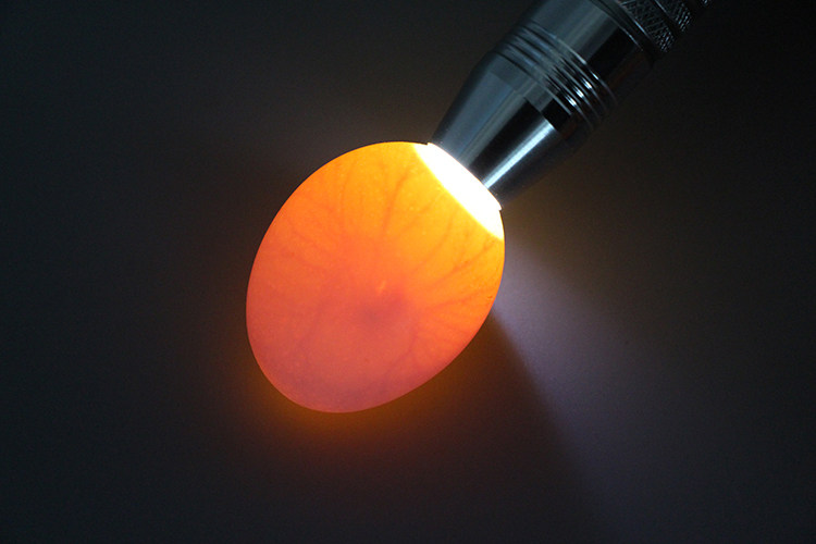 照蛋器全自动孵化机专用照蛋灯鸡鸟蛋鸭鹅鸽子乌龟强光冷光源led