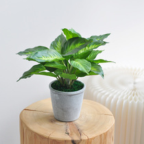 Simulation Green Planting Bamboo Artichoke Bonsai Resin Basin Home Office Greening Small Table Swing Decoration Potted art383