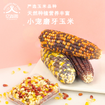 Hamster Golden Bear Rabbit Totoro Dutch Pig Squirrel Grinding Mini Corn Cob Little Pet Snack Supplies