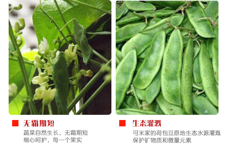云南老品种荷包豆花芸豆农家自种肾豆红饭豆皇帝豆杂粮1斤3件包邮
