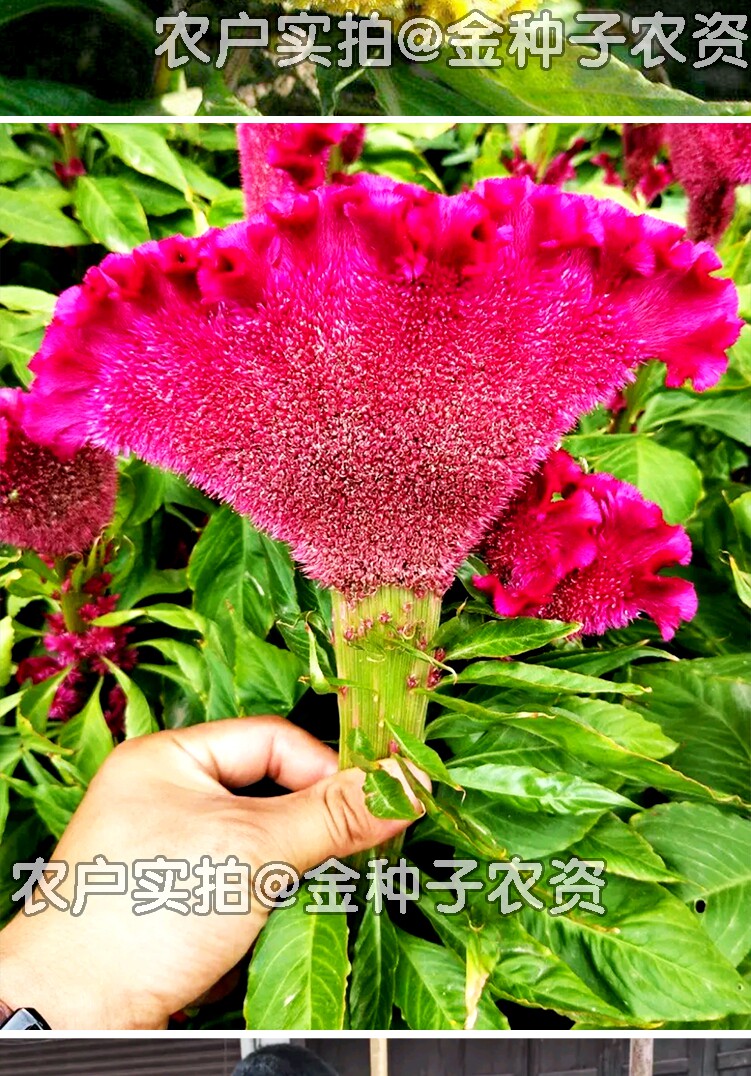 鸡冠花/100粒(g)饱满度优播种期多季病虫害无繁殖方式播种苗盛花期夏