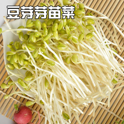 有机黄豆苗芽苗菜种子 小黄豆芽种子 珍珠粒小黄金 生豆芽种子