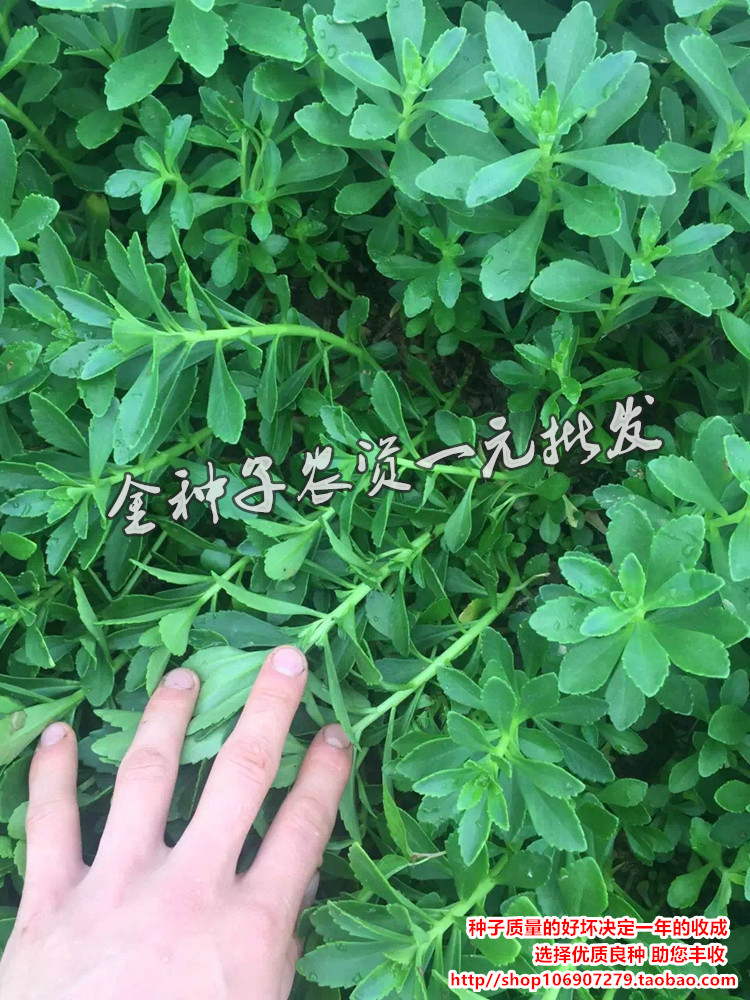 蔬菜种子青菜种子菜种子菜种菜籽蔬菜种子批发菜种菜籽种子公司