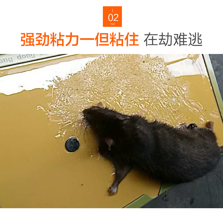 正品达豪超强力金牛a1#粘鼠板大老鼠胶捕鼠笼灭鼠器 10张包邮28元_7折