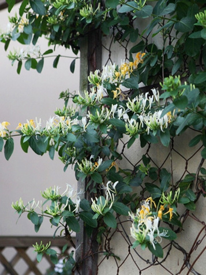 金银花苗爬藤植物四季野生种植金银花树