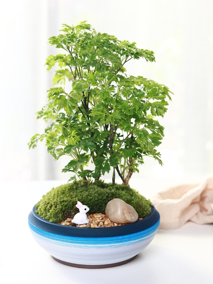 羽叶福禄桐客厅植物 四季常青室内绿植-爱分享的花友