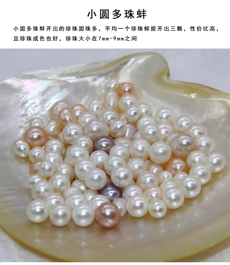 活蚌包邮直寄天然淡水珍珠鲜活河蚌活体多珠蚌爱迪生蚌海水蚌