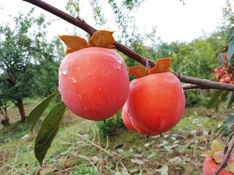 脆柿子树果苗庭院北方雪柿无核南方盆栽地栽嫁接柿子果树结果苗