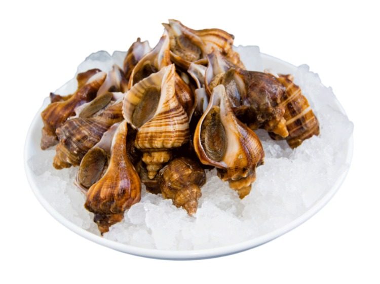 【刘清】大连海鲜野生小海螺1000g当日小船鲜活水产新鲜香螺刺身