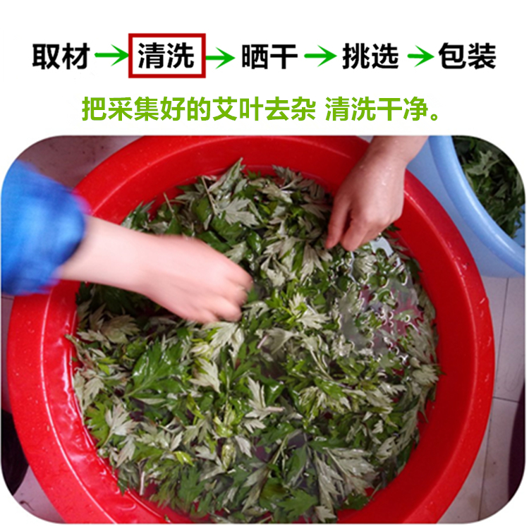mugwort tea drink boiled eggs to drive away the cold wild fresh mugwort soak in water to drink edible wormwood leaf dehumidification tea