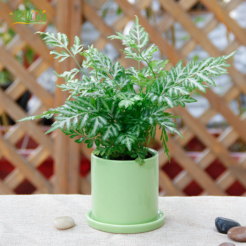 爱优尚夏雪银线蕨盆栽