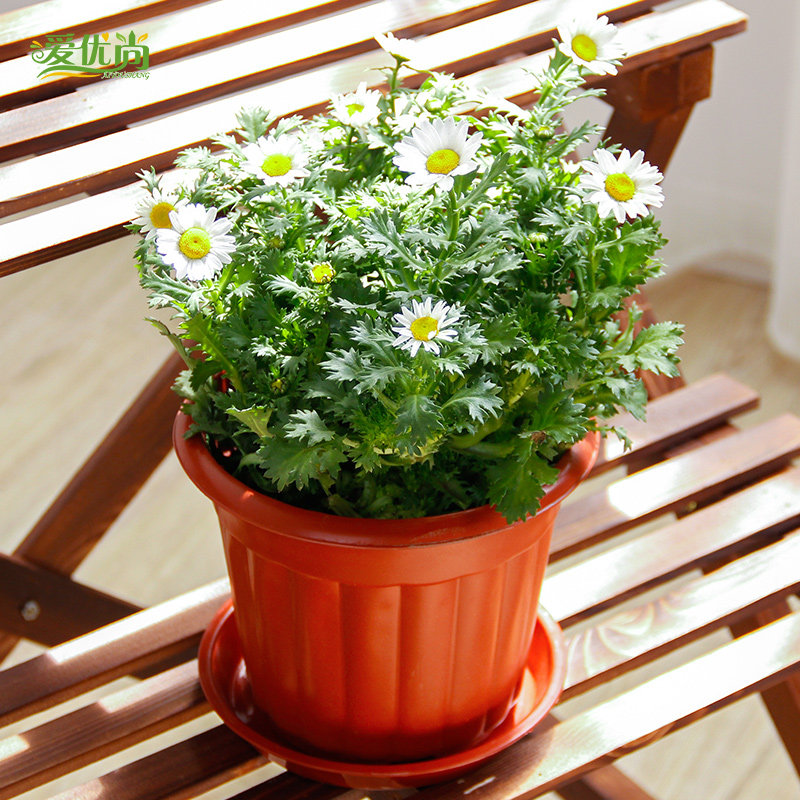 爱优尚白色小晶菊盆栽s043