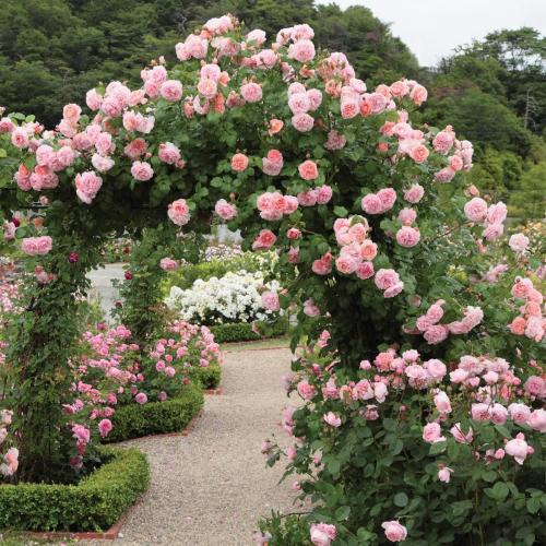奥斯汀草莓山灌木月季嫁接苗浓香花多