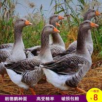 Pure Lande goose eggs can hatch fertilized goose eggs can hatch soil goose lion head goose eggs three flowers goose goose eggs