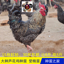 Large species of reed flowers chicken breeding eggs large hatched small eggs fresh eggs more than 30 pieces of fresh eggs