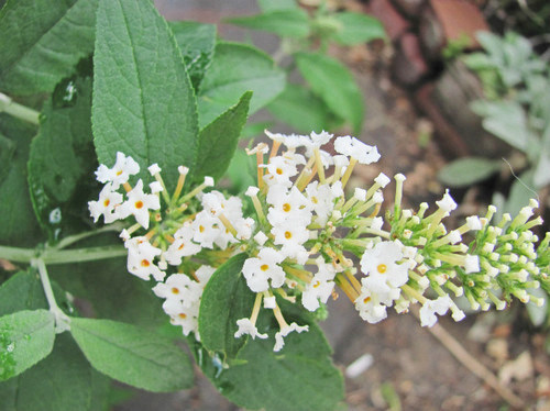 密蒙花 染饭花 染米花 黄饭 黄花染饭花粑粑米饭 15把_双氙车灯改装网