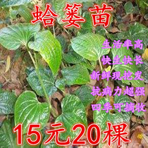 Wild Clams BASKET False Sesame Fry for Sesame Seeds Edible Vegetables Miao Sesame Seeds edible vegetable Miao Miao Miao Miao Miao Miao Miao 20