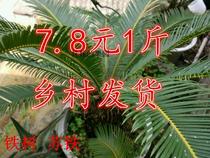 Chinese herbal medicine Chinese herbal medicine fresh iron leaves fresh products are now shot and picked 7 8 yuan a catty