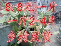 Fresh Mexican rice Bonta cactus old slices 500g cactus slices edible new goods