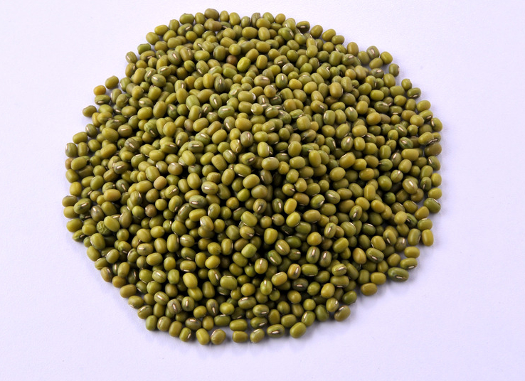 17年新黑龙江省东北五常市非转基因绿豆生豆芽专用农家散装500g