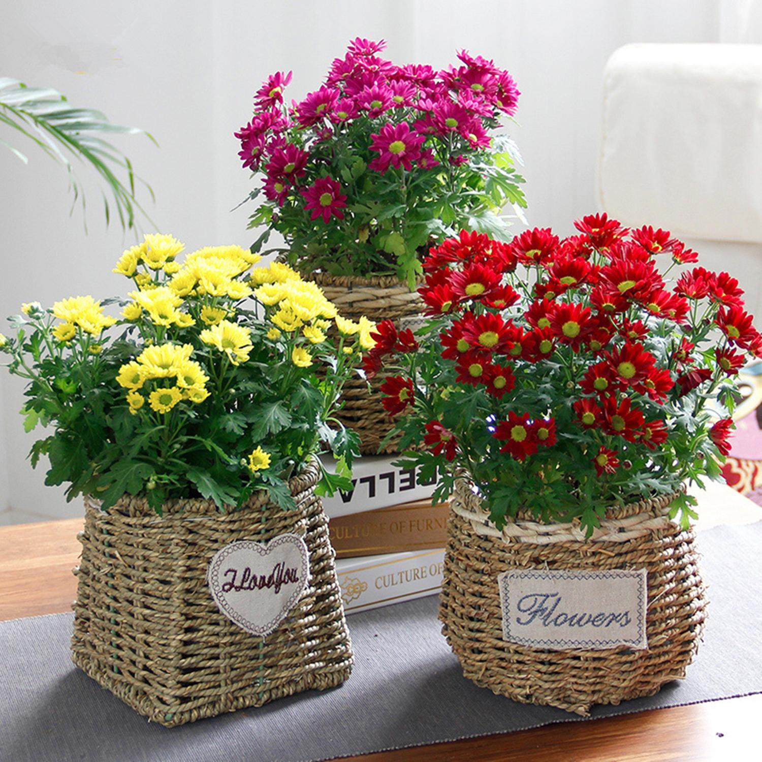 花中赤兔——菊花绿牡丹