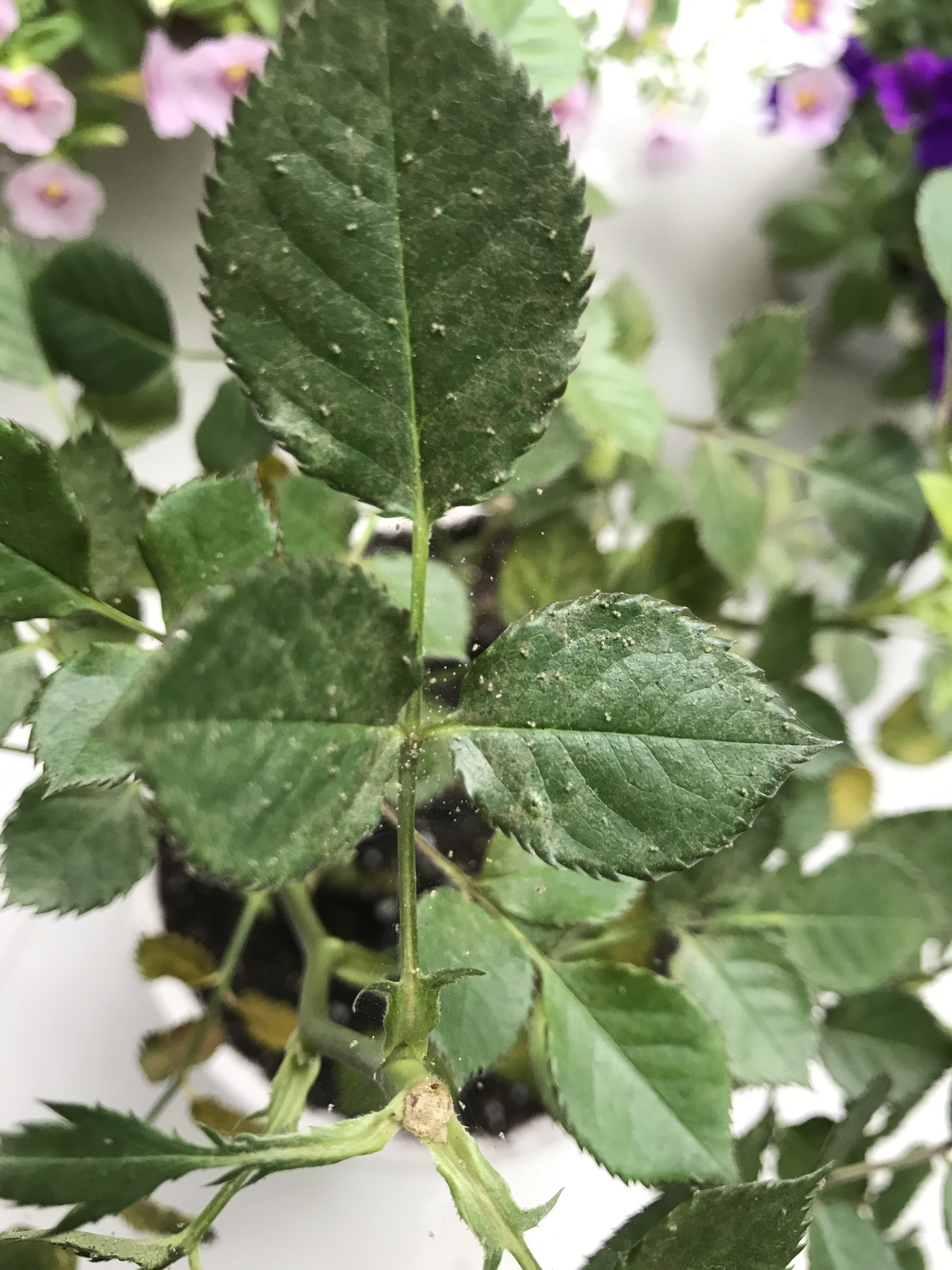 月季遇到红蜘蛛,3步处理这段"孽缘"!