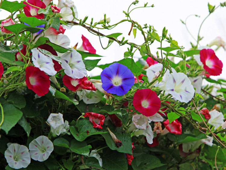 牵牛花种子爬藤包邮 四季太阳花庭院阳台专用盆栽好种易活 矮牵牛