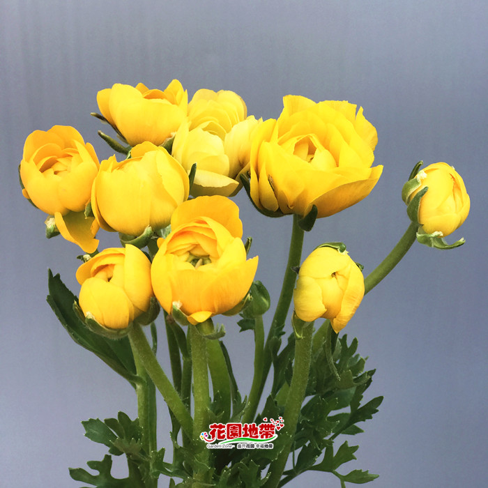 三八节礼物办公室插花迷你点缀洋牡丹鲜花好心情毛茛同城速递