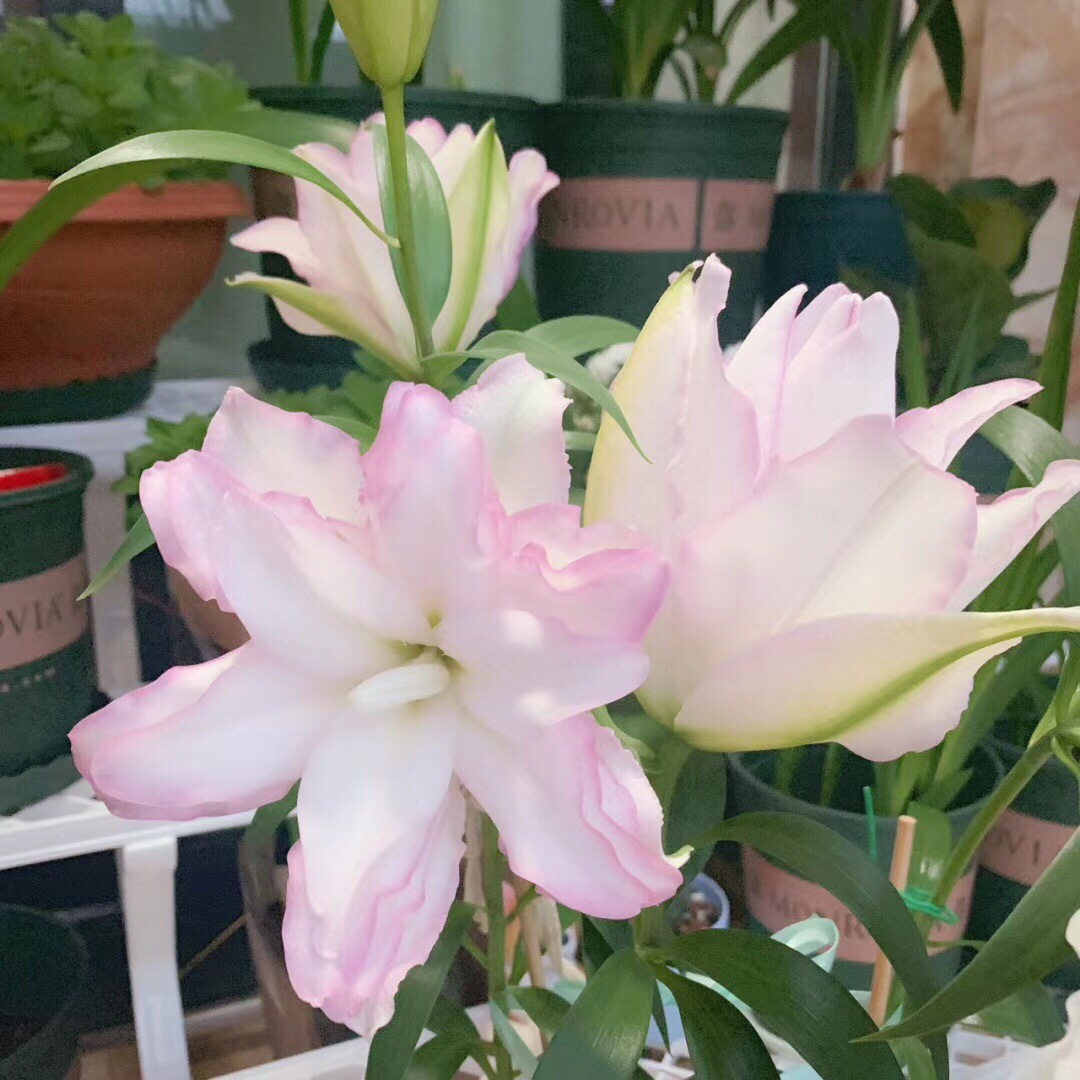 冰美人重瓣百合水养云南直发基地重辫多瓣多层香水百合花甜蜜约会