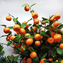 Simulation of orange branches kumquat branches sugar orange branches Vase decoration placement accessories fruit branches apple branches