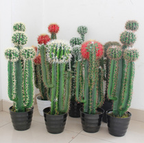 Simulation Fairy post Ball Simulation Green Planting Decorated Desert Tropical Plant Environment Beautify Decorative Props