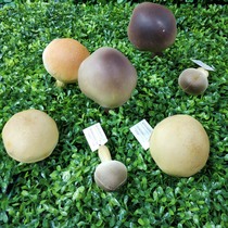Simulation mushroom PU feel Mushroom mushroom shiitake colored small mushroom photography props ground gardening decoration preschool education