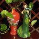 Lyre girl angel home garden balcony kindergarten decoration succulent flower stand gardening groceries wings fairy Lyre girl angel home garden balcony kindergarten decoration succulent flower stand gardening groceries wings fairy