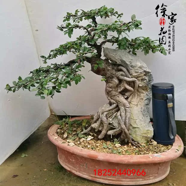 精品榔榆造型盆景树桩 抱石榆树老桩实物 提根小叶榆树盆景包邮图片