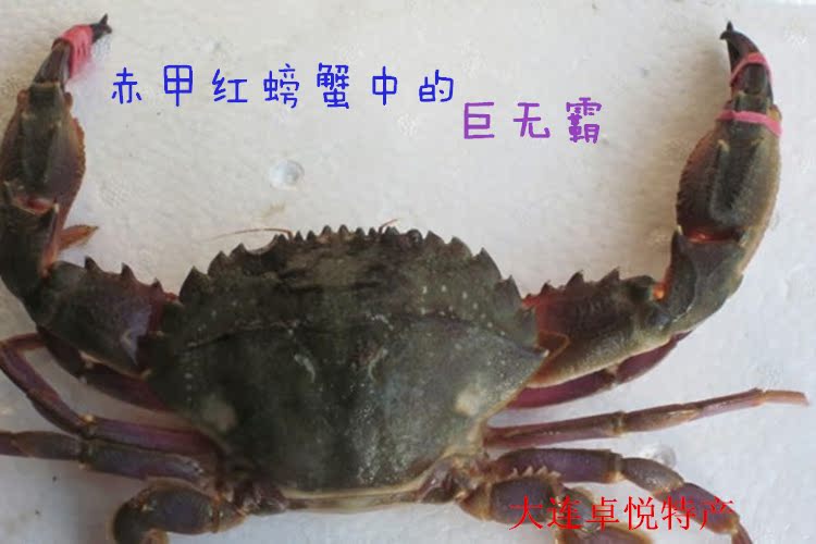 大连庄河海鲜 鲜活新鲜大赤甲红/石甲红/螃蟹/一只4~5