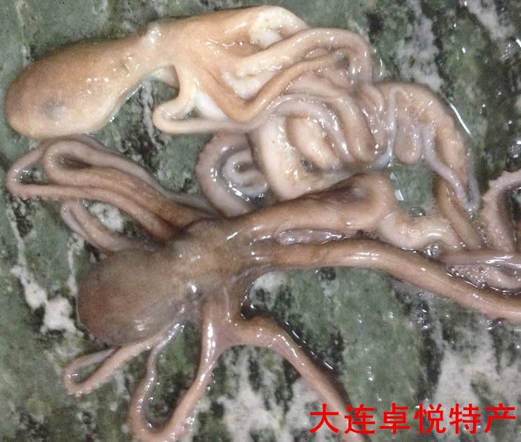 大连庄河章鱼海鲜鲜活长腿蛸新鲜八爪鱼衣服墨鱼a章鱼蜘蛛侠2特产v章鱼图片