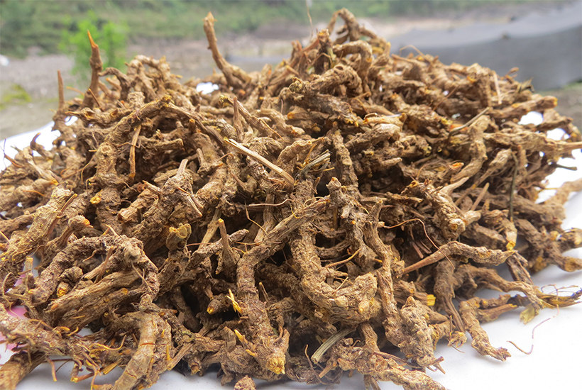 黄连野生干货云南怒优质黄连中材无公害250g