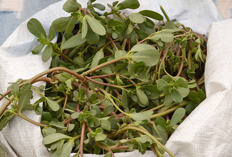 现摘新鲜马齿苋 野生马苋菜蚂蚱菜长寿菜保健菜五行草野菜3斤包邮