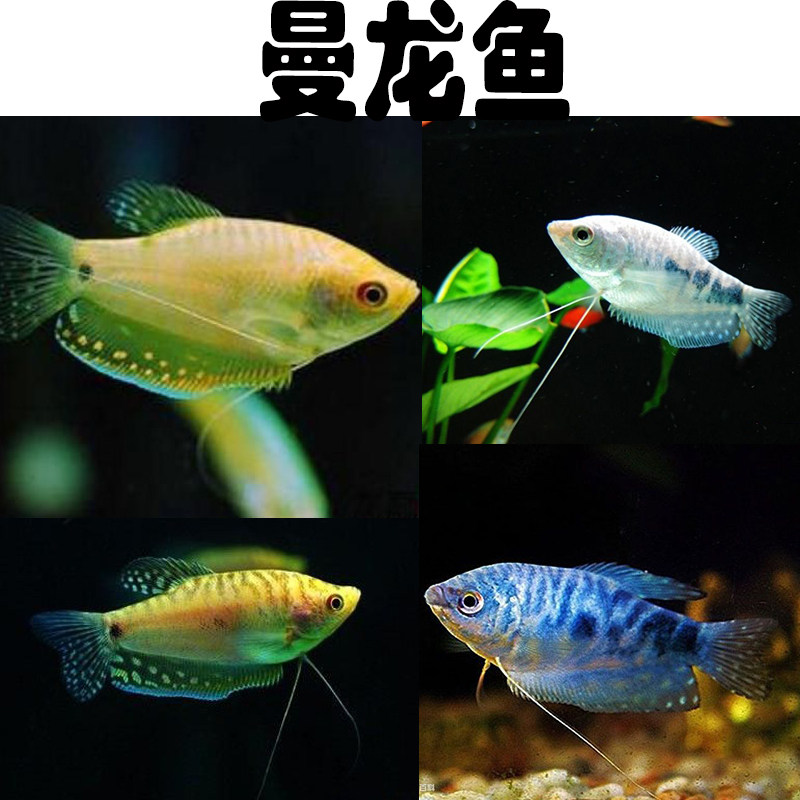 曼龙鱼活体黄曼龙蓝曼龙很好养的小型观赏热带淡水鱼