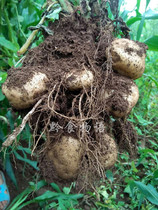 Guizhou specialty Weining new potato Fresh potato Potato Weining yellow heart potato 10 kg