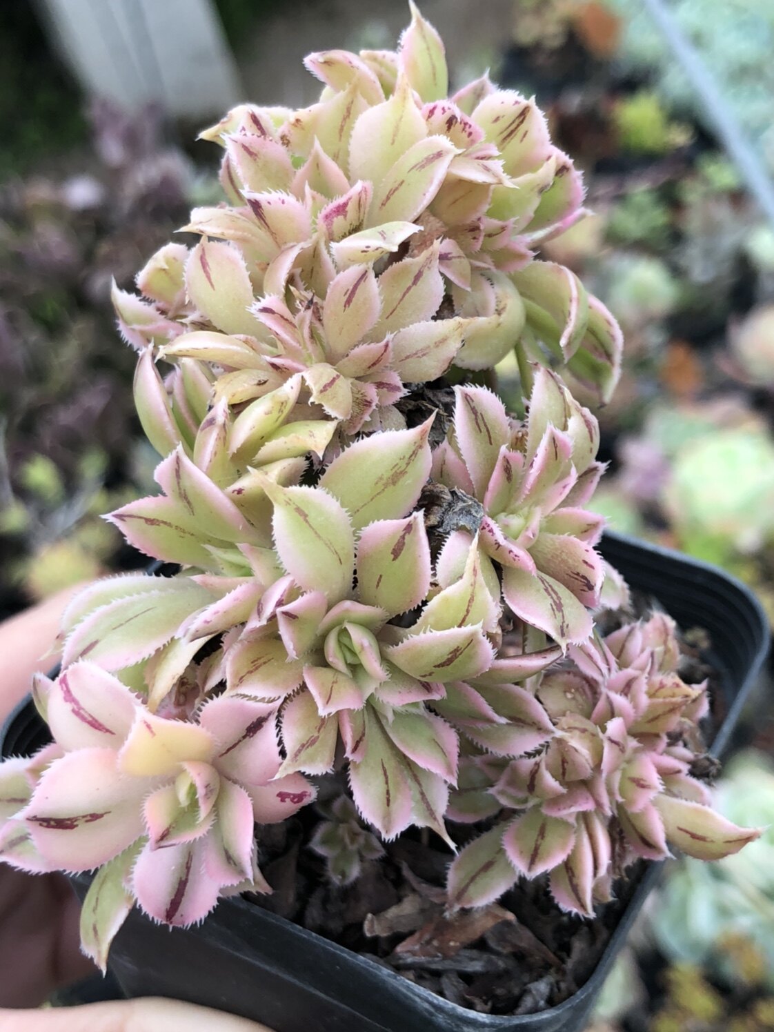 皓鲜肉馆满额包邮灿烂缀化奇趣阳台多肉植物多肉植物