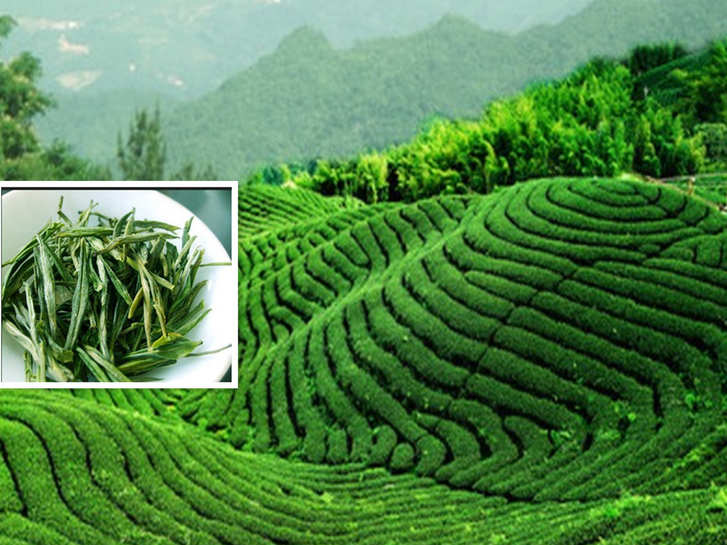 2019新茶安徽名茶源产地大化坪茶叶特一级黄茶霍山黄芽清香型100g