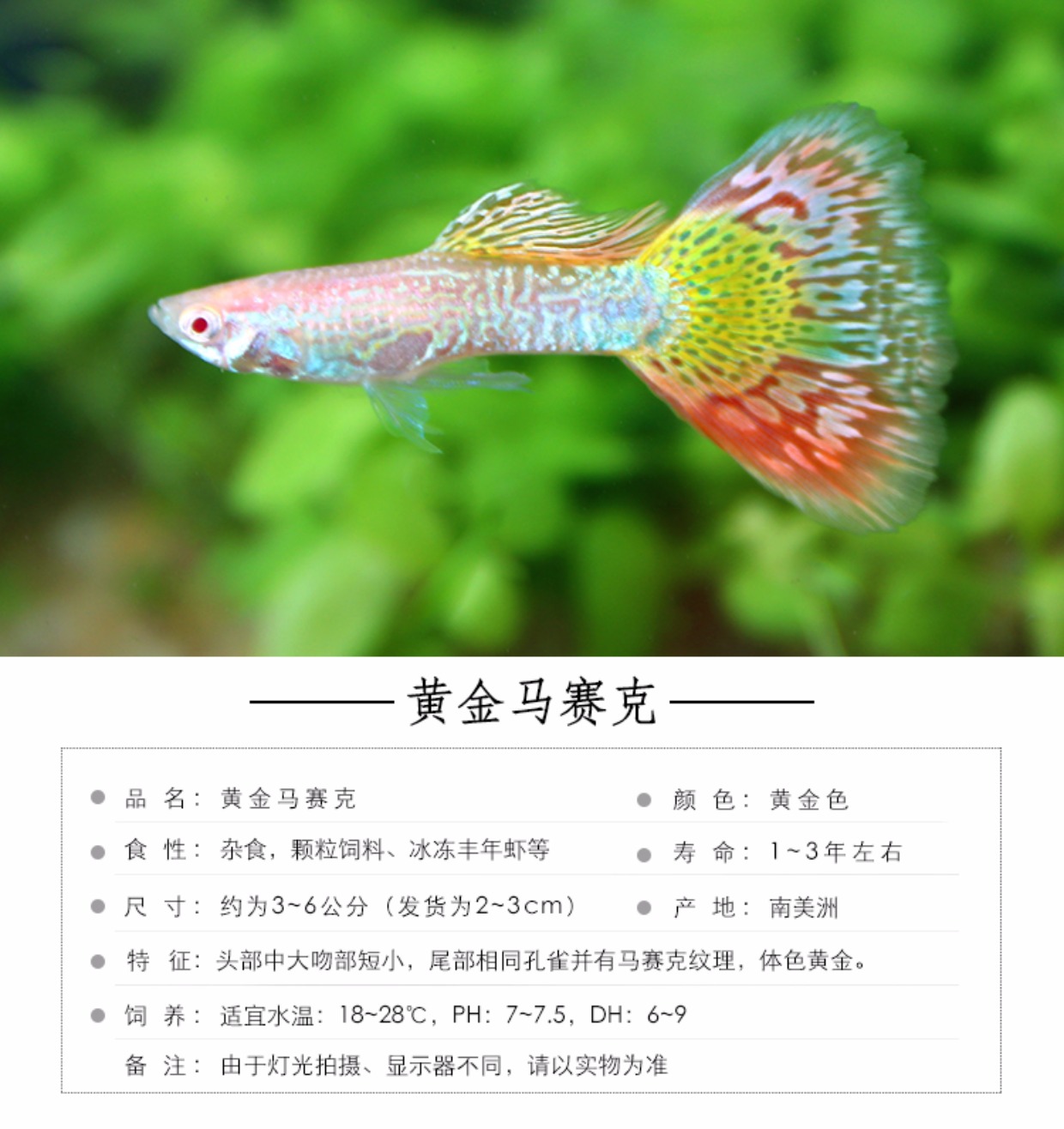 美丽孔雀鱼黄金马赛克小型热带观赏鱼一对繁殖组快递包活死亡包损_7折