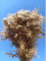 China natural reed dried flowers immortalized bouquet Window decoration ornaments reed flowers dried flowers wedding props 20